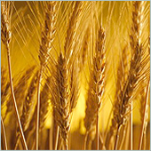 en_fiber_image